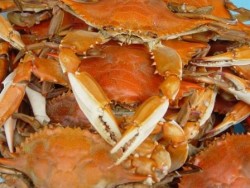 Should Seventh Day Adventists Eat Crab?